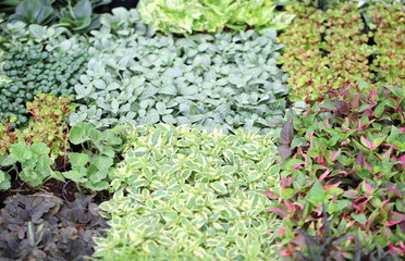 Decorative green plants and seedlings nursery garden 