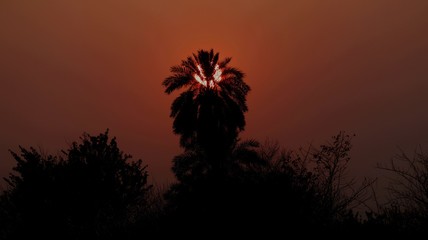 silhouette of tree at sunset