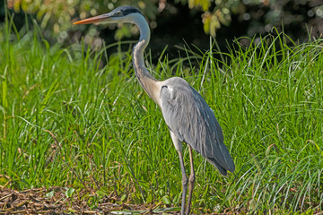 Cocoi Heron in the Pantanal