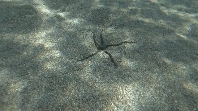 Brittlestar walks along the sandy seabed. Underwater shot. Mediterranean Sea, Europe.