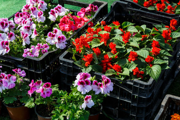 Flower seedlings of colorful petunia and other flowers in black boxes stand on the ground for potting.  Spring potting, nature, indoor decoration