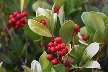 Wintergreen (Gaultheria Procumbens) with red berries. It is a small, low-growing shrub, in the family Ericaceae.