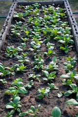 Cantonese vegetables while being weak in the field. ( Mok Pak Choi , Chinese Flowering Cabbage.Pak Choi ).