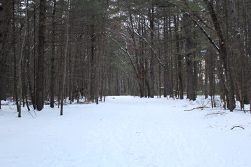 Fototapeta premium forest in winter