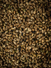 cannabis or marijuana seeds