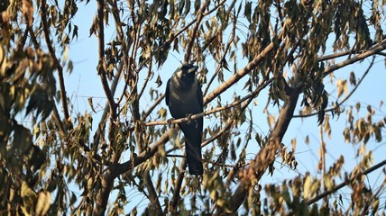 bird on branch