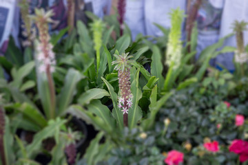 Market for sale plant in pots
