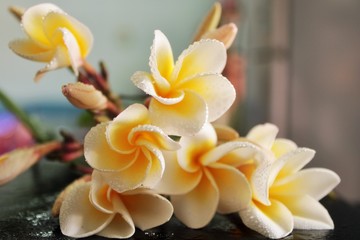 Flowers: Whitw frangipani flower