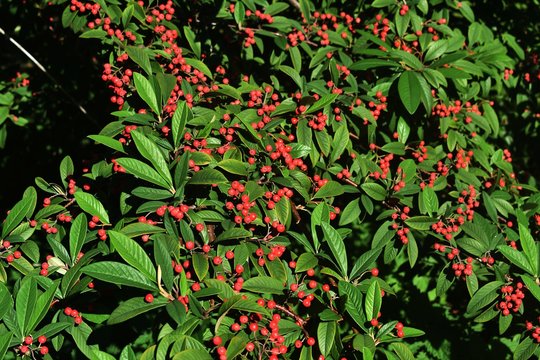 Branches with Red Berries of Cotoneaster frigidus. It is a deciduous tree or shrub, a species of flowering plant in the genus Cotoneaster of the family Rosaceae. 