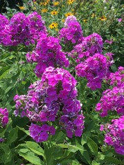 purple flowers in the garden