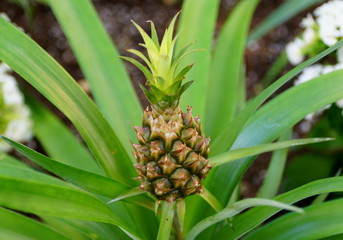 Tiny pineapple Ananas Comosus from a bromeliad family