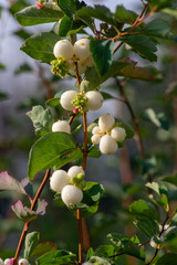 Detail of snow berries white on Symphoricarpos albus branches, beautiful ornamental ripened autumnal white fruits