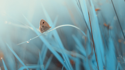 beautiful butterfly in the bush