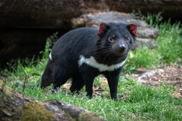 Tasmanian Devil in woodland environment