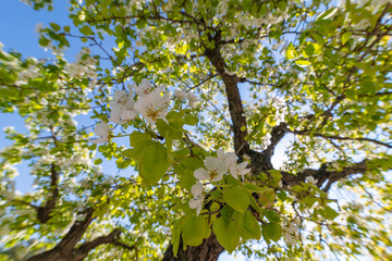 Fototapeta premium Apple blossom, a natural spectacle.