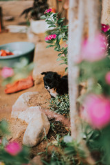 Perrito caminando en jard&iacute;n