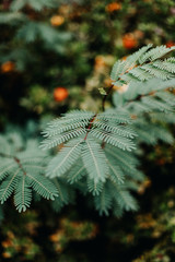 Plantas y hojas en bosque verde