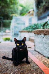 Gato negro con ojos amarillos