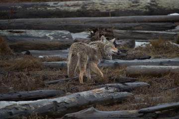 Tomi Fernandez Photography