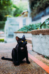 Gato negro con ojos amarillos