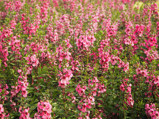 Feild of pink flowers in garden