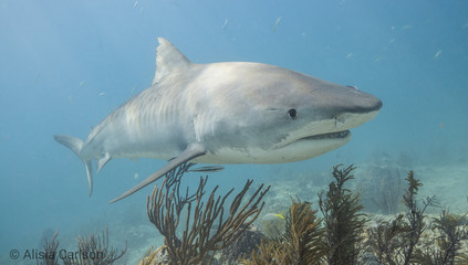 Fototapeta premium great white shark