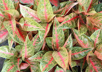 Aglaonema Plant 