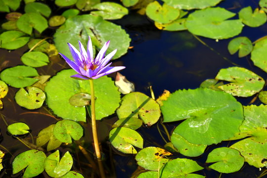 water Lily in a green pond. Flower lake
