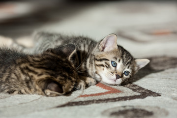 Obraz na płótnie Canvas two one month old bengal kittens lying on carpet sleeping and having rest