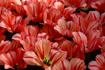 Closeup of tulips in the garden in Amsterdam, Holland, Netherlands
