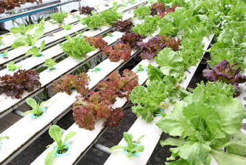 Organic hydroponic vegetable farm 