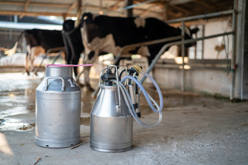 Dairy farming, worker is pouring fresh milk that got from milch cow pour down to the tank, It's the...