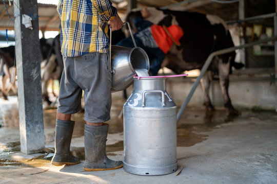 Dairy Farming, Worker Is Pouring Fresh Milk That Got From Milch Cow Pour Down To The Tank, It's The Filtration Contaminants Process.