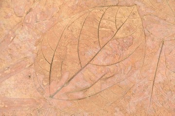 leaf print on natural style cement texture 