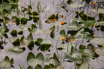 water lily leafs