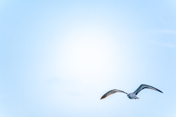 Sea gull in the clear blue sky.