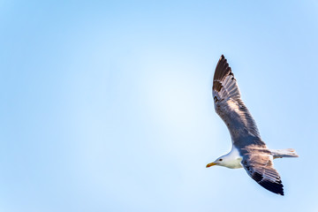 Sea gull in the clear blue sky.