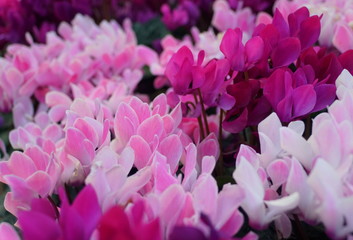 Beautiful mixed color of white, purple and pink Florist's Cyclamen flowers