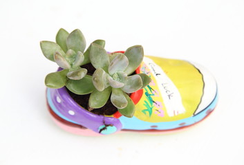 Agave in pot on white background