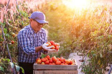 Farmers grow organic tomatoes at farms in Asia.
