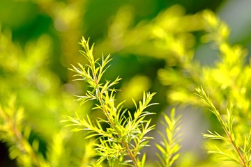 White Cloud Tree's golden leaves (Melaleuca bracteata) with blurred it's leaves background.