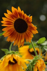 flower and plants