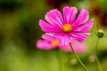 Obraz premium flower and plants