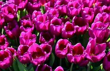 Fototapeta na wymiar Closeup of tulips in the garden in Amsterdam, Holland, Netherlands