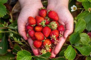 Hand picked strawberries in a strawberry farm around Auckland NZ