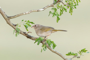 Olive Sparrow, Rio Grande Valley, Texas