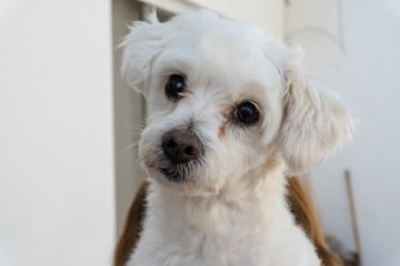 Pequeño perro maltés observando a la cámara