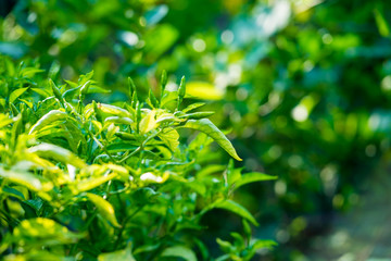 Obraz premium Green chili pepper plant on tree