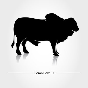 Boran Cow with black shadow and blank. This silhouette suitable for icon, symbol, businesses, product pic, restaurants serving beef dishes, or can also be used for cow farming business.