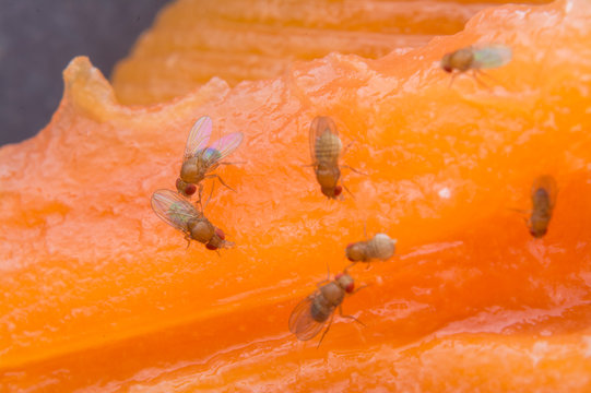 Small Tiny Red Fruit Gnats.